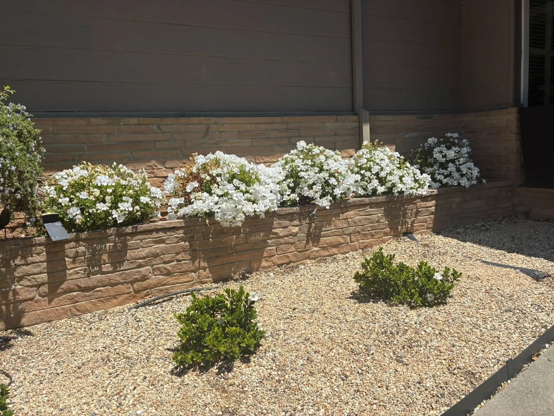 Flowering raised bed and waterwise gravel